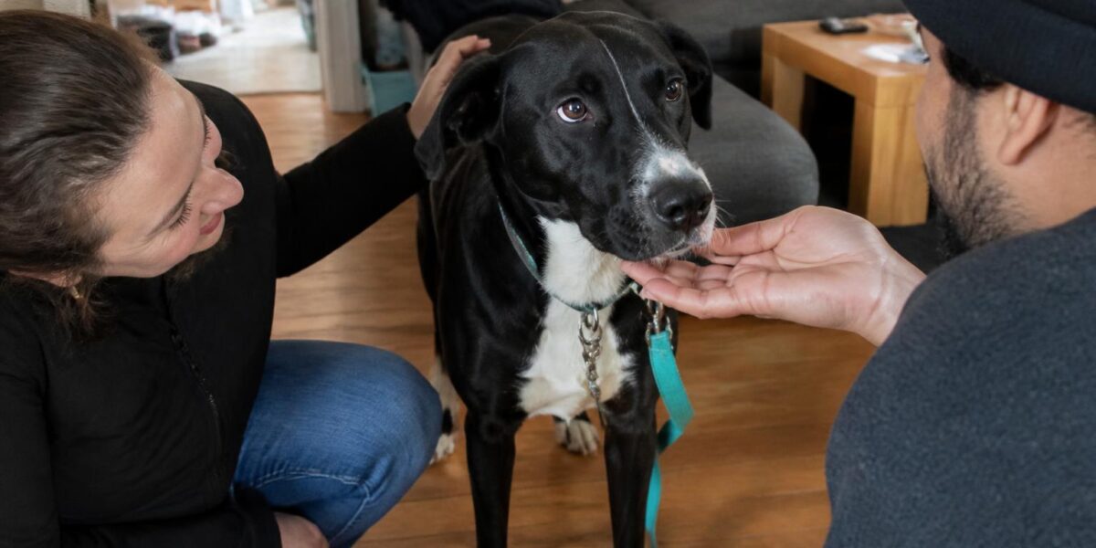 Adopting a Pet with a Chronic Illness: Capacity and Care Plan