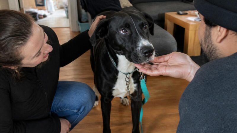 Adopting a Pet with a Chronic Illness: Capacity and Care Plan