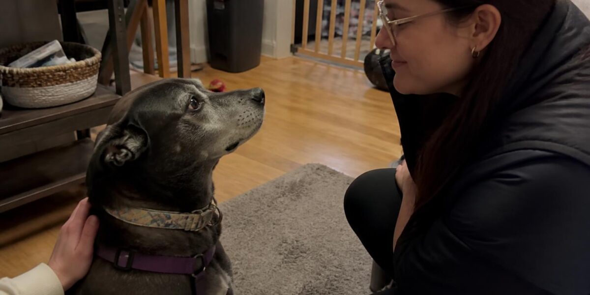 Adopting a Pet With a Newborn at Home: Timing and Safety