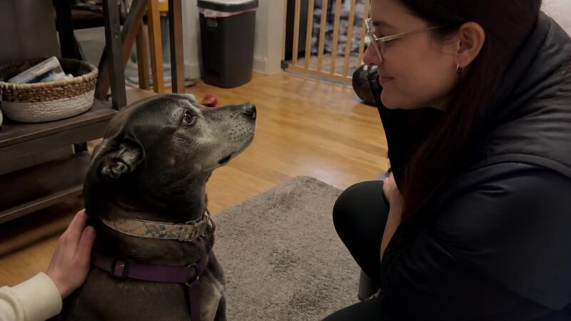 Adopting a Pet With a Newborn at Home: Timing and Safety