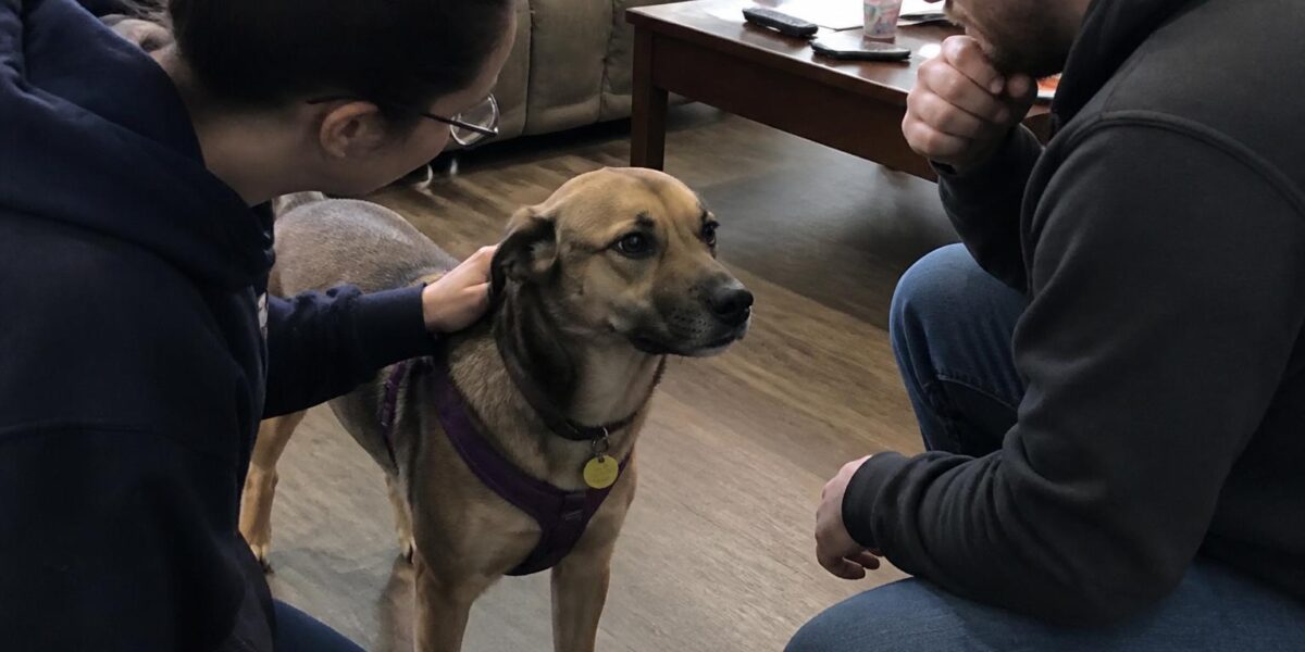 Adopting a Pet With Young Children in Singapore