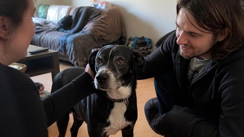 Adopting a Pet With Kids: A Complete Guide for Families