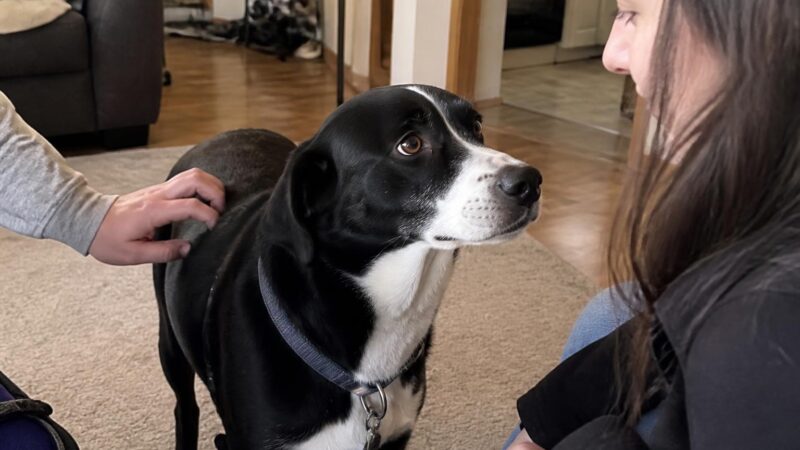 Adopting a Pet with Rotating Shifts: Building Predictability
