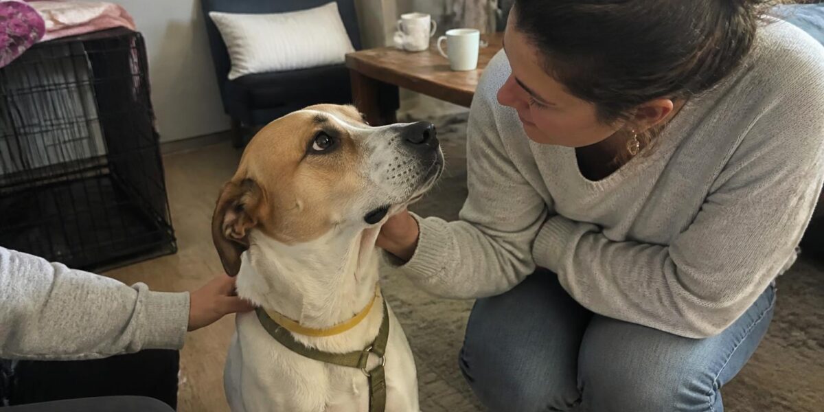 Adopting a Pet with Sensory Sensitivities: Calm Quiet Pet Match