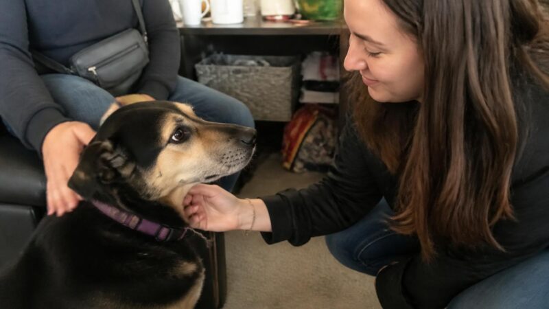 Adopting a Pet for a Family with Special Needs Kids: Calm Match
