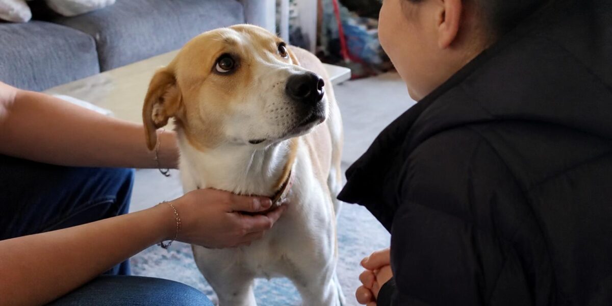 Adopting a Pet with Teenagers at Home: Shared Responsibility Plan