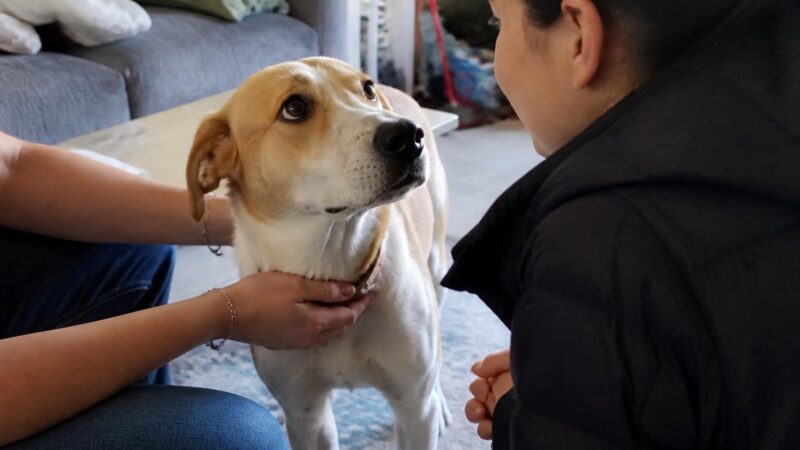 Adopting a Pet with Teenagers at Home: Shared Responsibility Plan