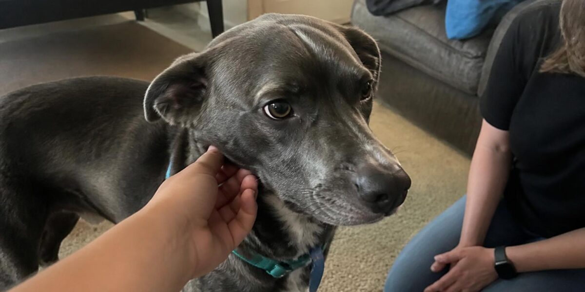 Adopting a Reactive Dog: Triggers, Training, and Management