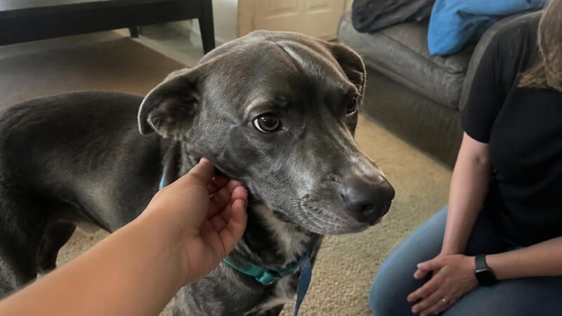 Adopting a Reactive Dog: Triggers, Training, and Management