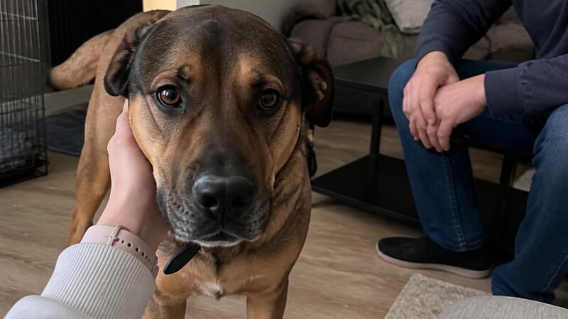 Adopting a Reactive Dog from a Rescue: Honest Realism