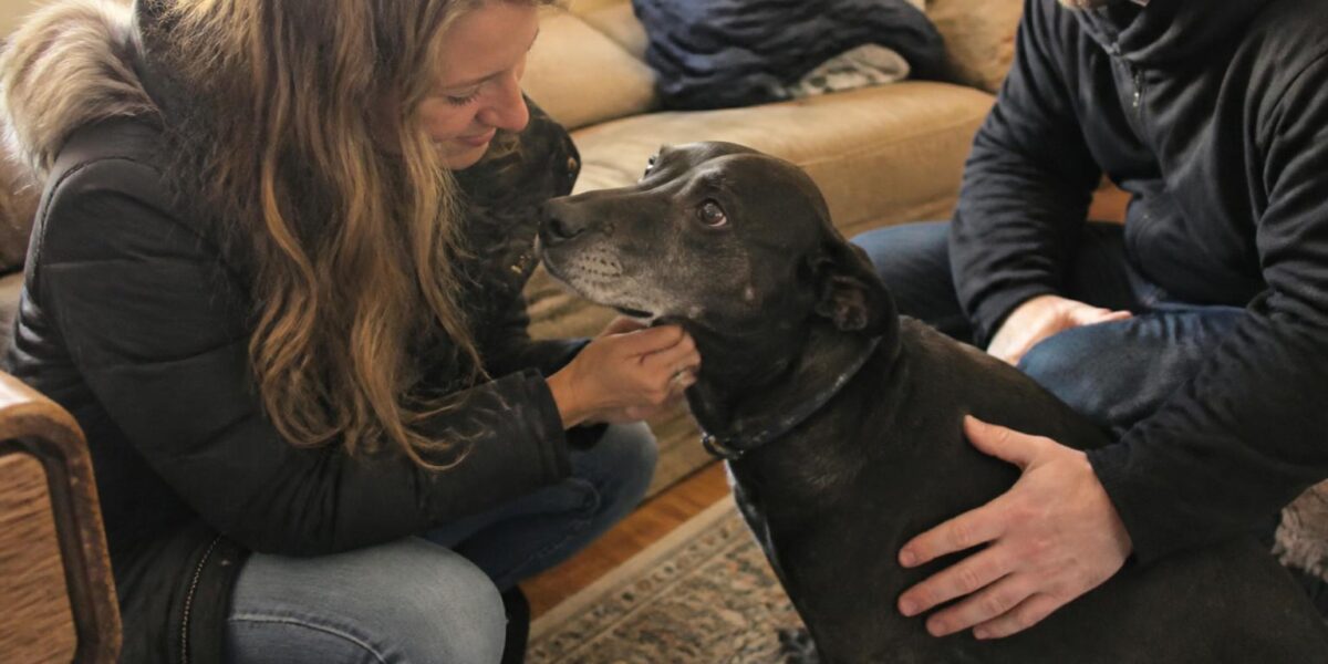 Adopting a Reptile from Rescue: Where, How, and ARAV Vet Check