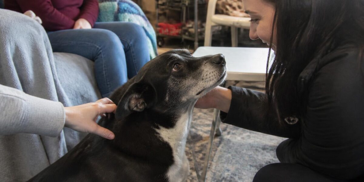 Adopting a Rescue Akita: Capable Owner Required
