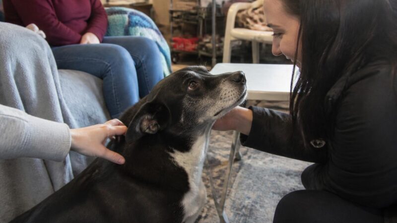 Adopting a Rescue Akita: Capable Owner Required
