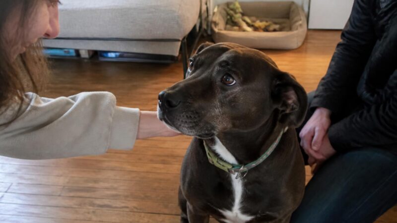 Adopting a Rescue Australian Shepherd: High Drive Reality