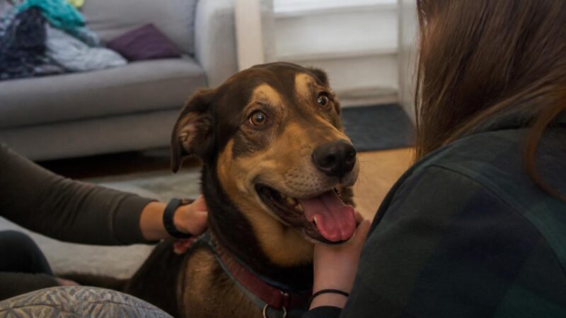 Adopting a Rescue Beagle: From Lab to Living Room