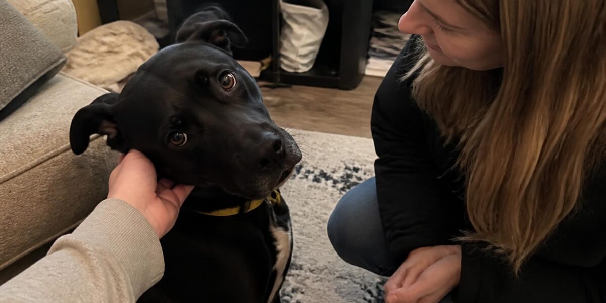 Adopting a Rescue Belgian Malinois: Not a Beginner Dog