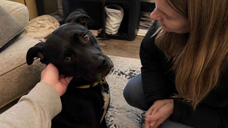 Adopting a Rescue Belgian Malinois: Not a Beginner Dog