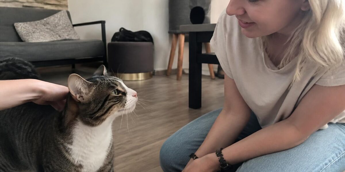 Adopting a Rescue Bengal Cat: High-Drive Hybrid
