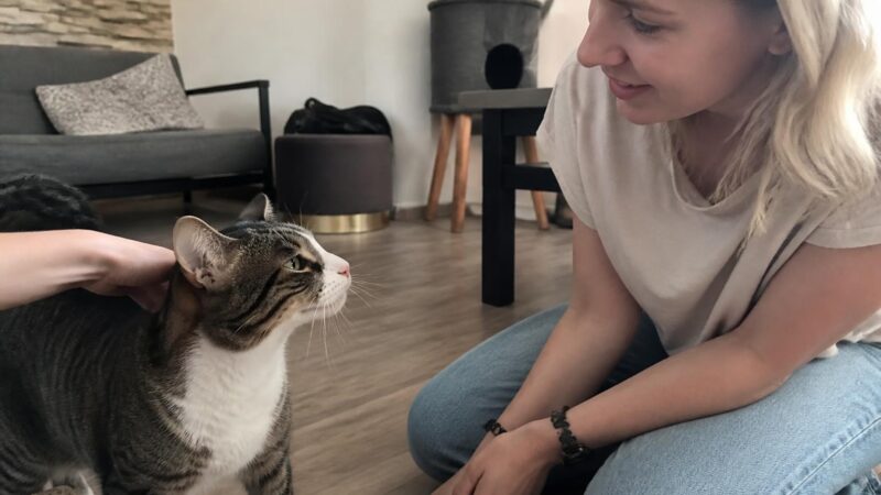Adopting a Rescue Bengal Cat: High-Drive Hybrid