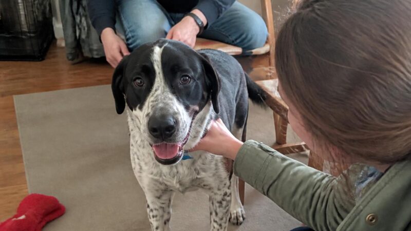 Adopting a Rescue Bernese Mountain Dog: Cancer Realism