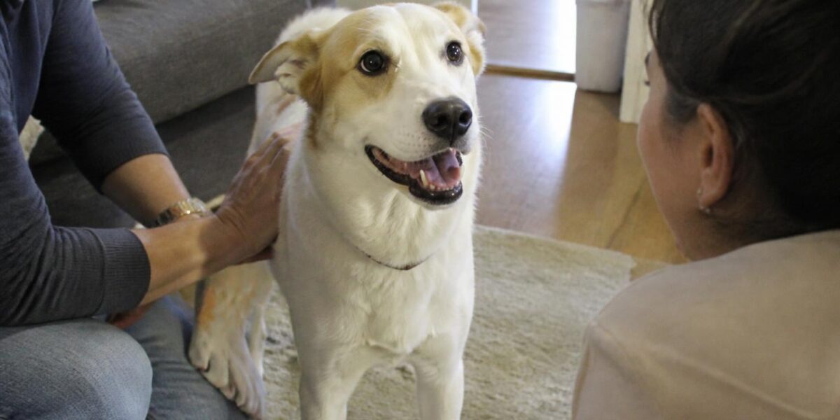 Adopting a Rescue Border Collie: Why Job Match Matters