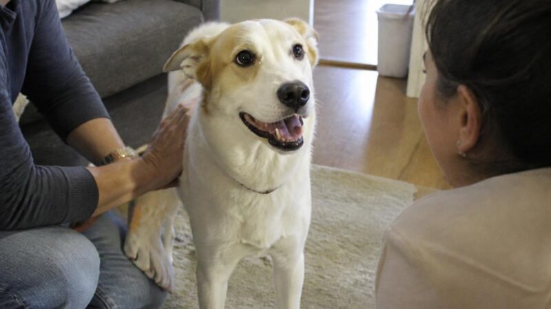 Adopting a Rescue Border Collie: Why Job Match Matters