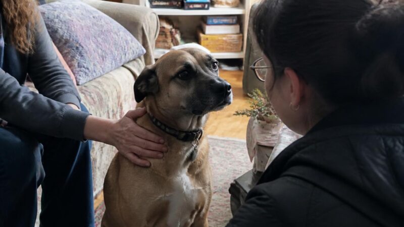 Adopting a Rescue Boxer: Goofy Hearts and Health Realities