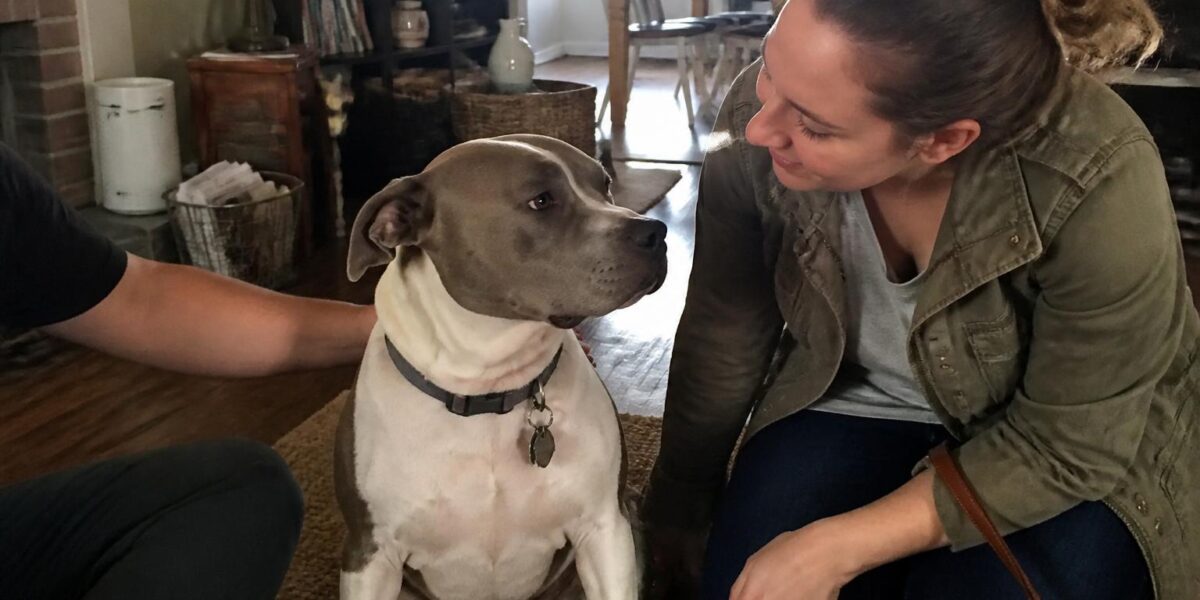 Adopting a Rescue British Shorthair: Stoic Companion