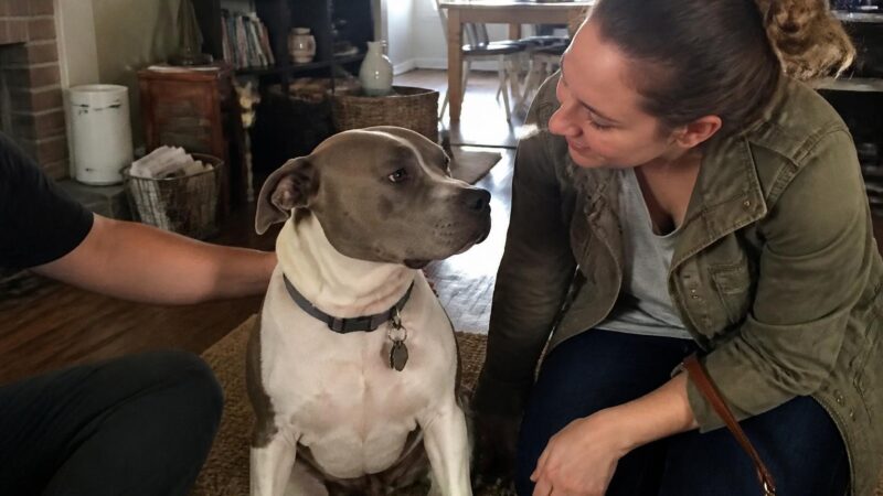 Adopting a Rescue British Shorthair: Stoic Companion