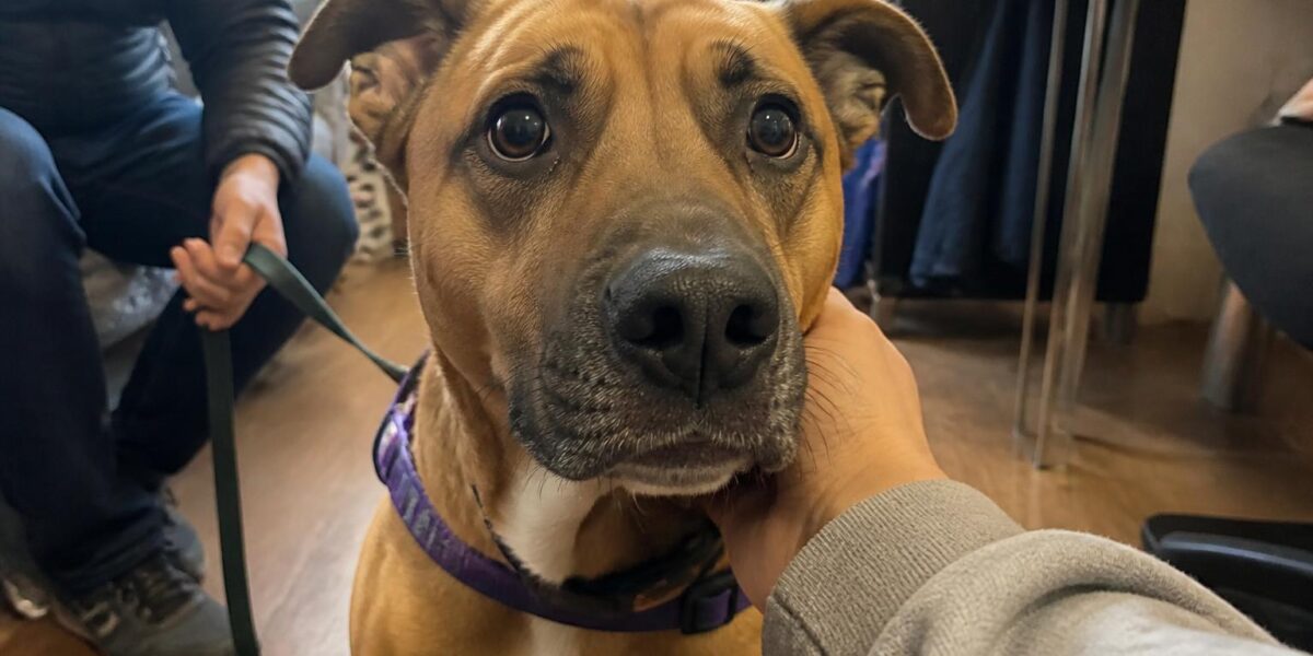 Adopting a Rescue Cane Corso: Capable Owner Only