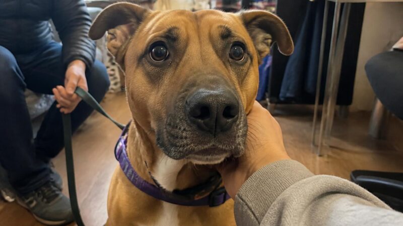 Adopting a Rescue Cane Corso: Capable Owner Only