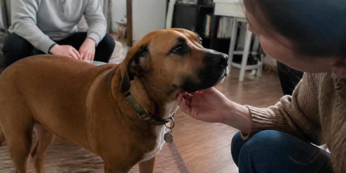 Adopting a Rescue Dachshund: IVDD Awareness for Adopters