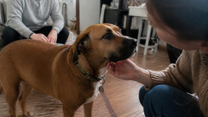 Adopting a Rescue Dachshund: IVDD Awareness for Adopters