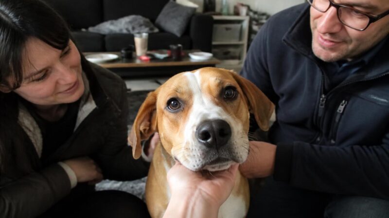 Adopting a Rescue Doberman Pinscher: Care and Match