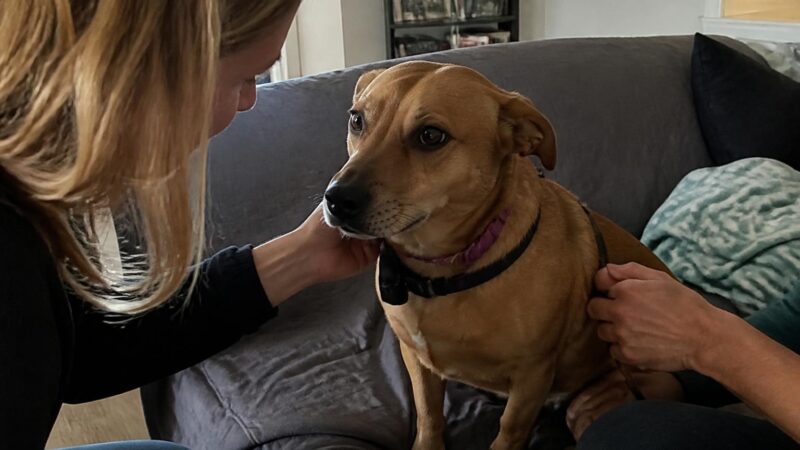 Adopting a Rescue Dog from Mexico: How the Pipeline Works