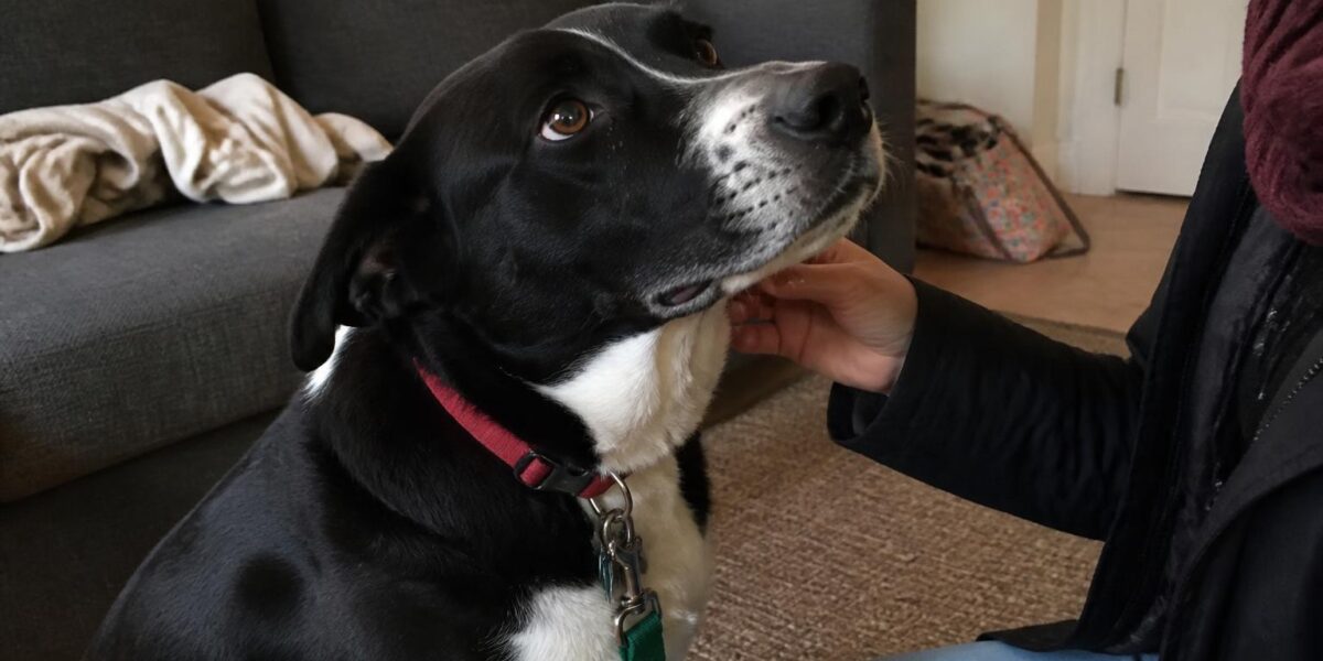 Adopting a Rescue English Bulldog: Vet Bills Reality Check