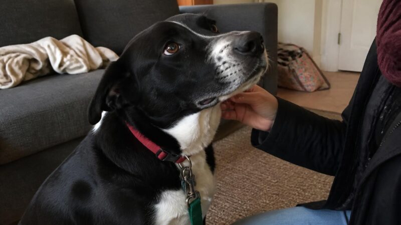 Adopting a Rescue English Bulldog: Vet Bills Reality Check