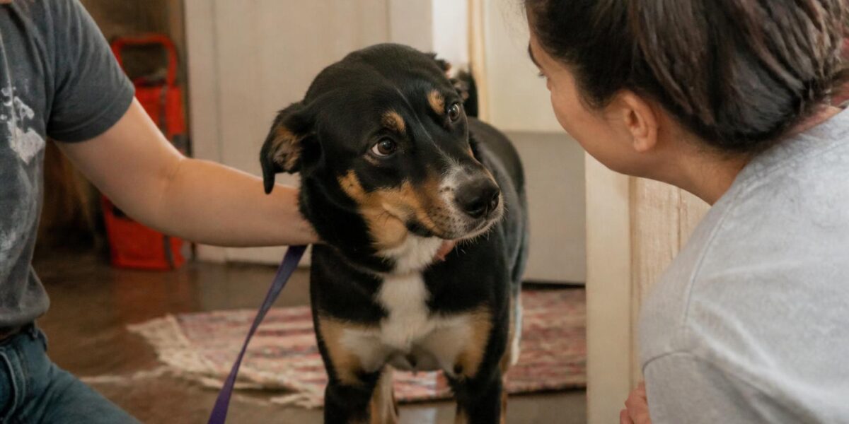 Adopting a Rescue from Romania or Eastern Europe