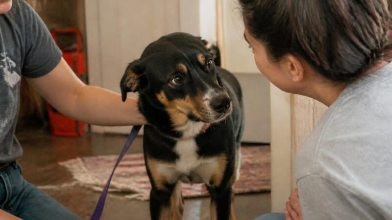 Adopting a Rescue from Romania or Eastern Europe