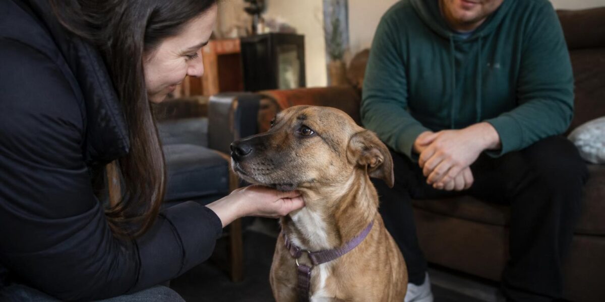 Adopting a Rescue German Shepherd: What to Know