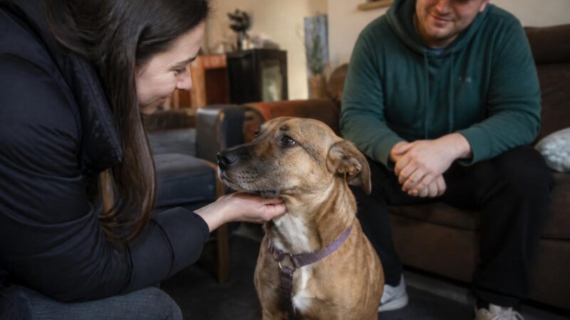 Adopting a Rescue German Shepherd: What to Know