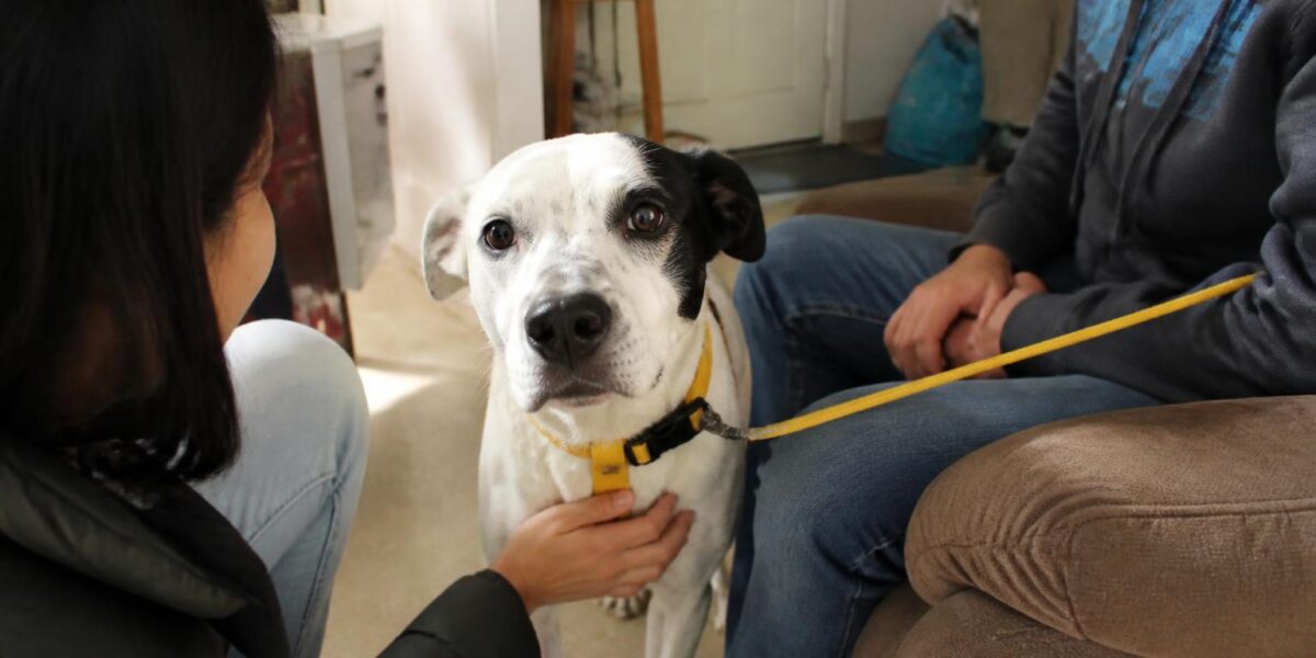 Adopting a Rescue Great Dane: Short-Lived but Magnificent