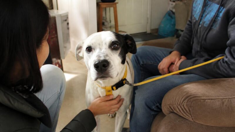 Adopting a Rescue Great Dane: Short-Lived but Magnificent