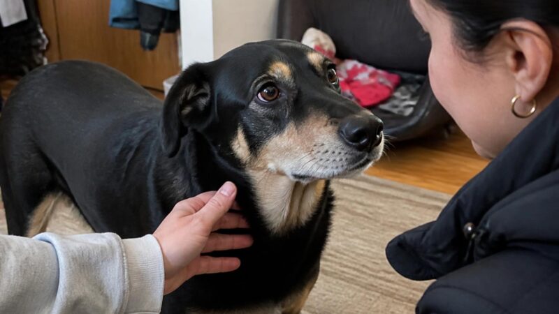 Adopting a Rescue Husky: Why They Flood Shelters