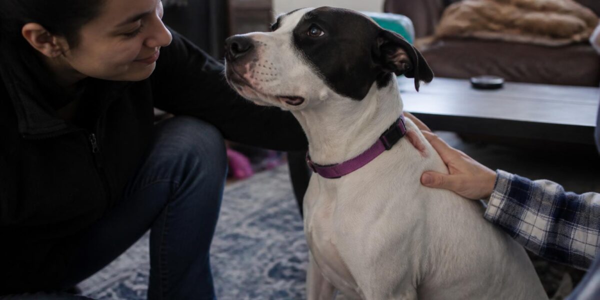 Adopting a Rescue Jack Russell Terrier: High Energy Tiny Package