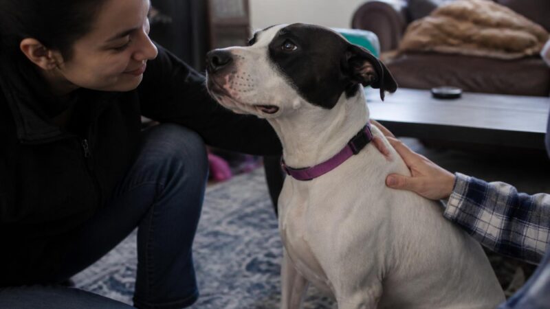 Adopting a Rescue Jack Russell Terrier: High Energy Tiny Package