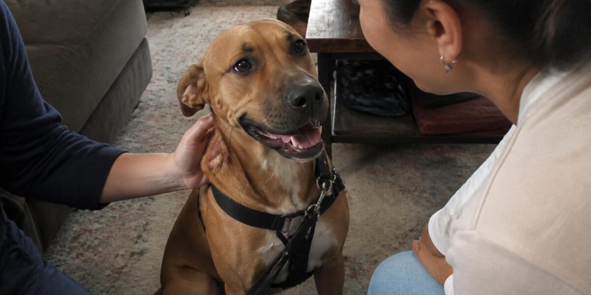 Adopting a Rescue Labrador Retriever: Reality Check