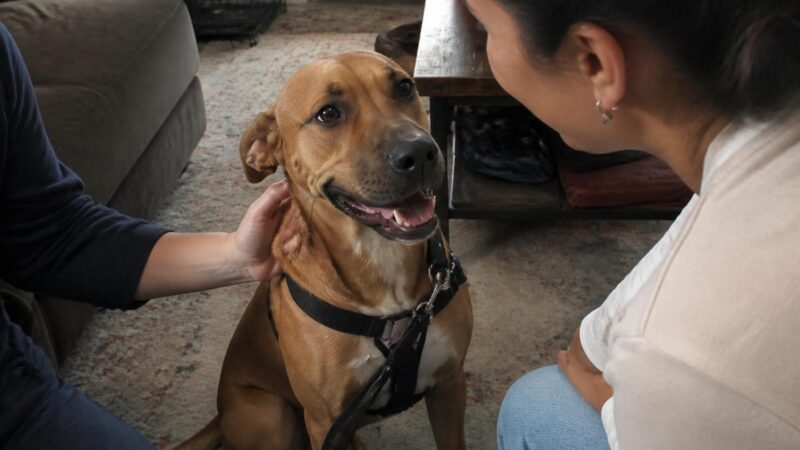 Adopting a Rescue Labrador Retriever: Reality Check
