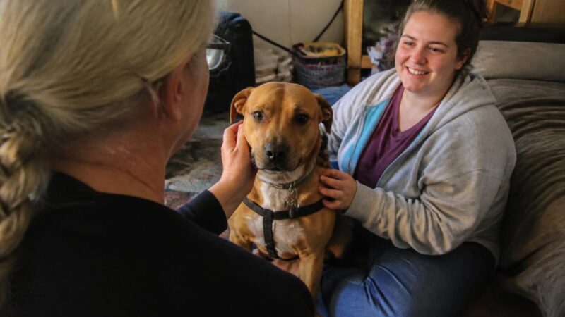 Adopting a Rescue Mastiff: Gentle Giant Care Plan