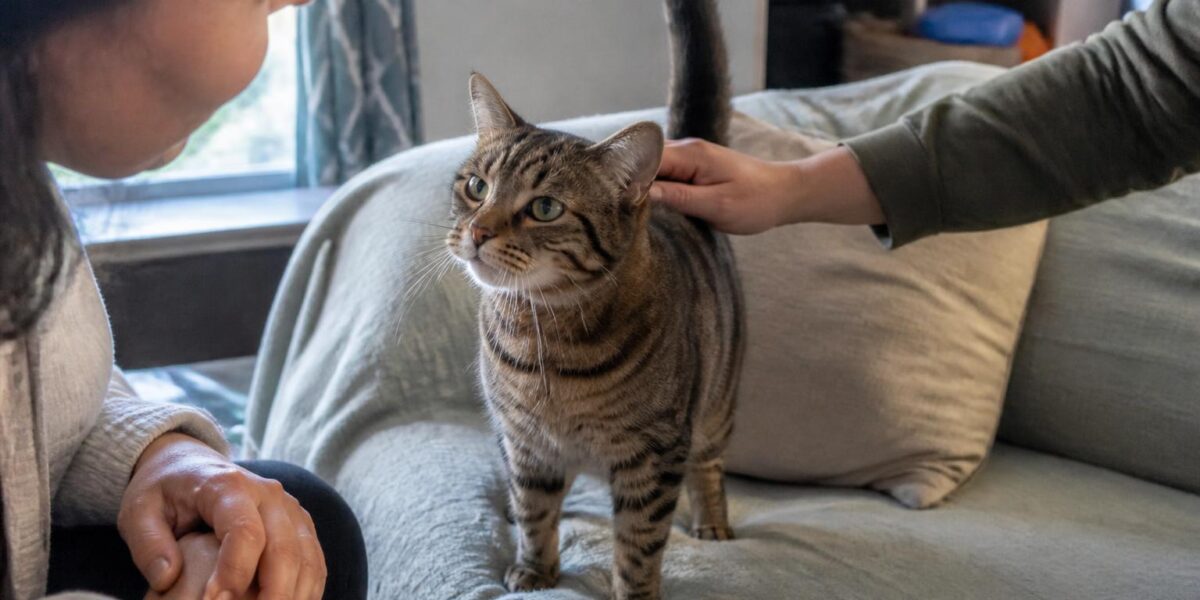 Adopting a Rescue Persian Cat: Coat Care Reality